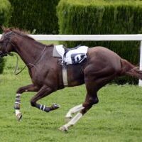 horse-race-1577291_1920 horse-race-1577291_1920